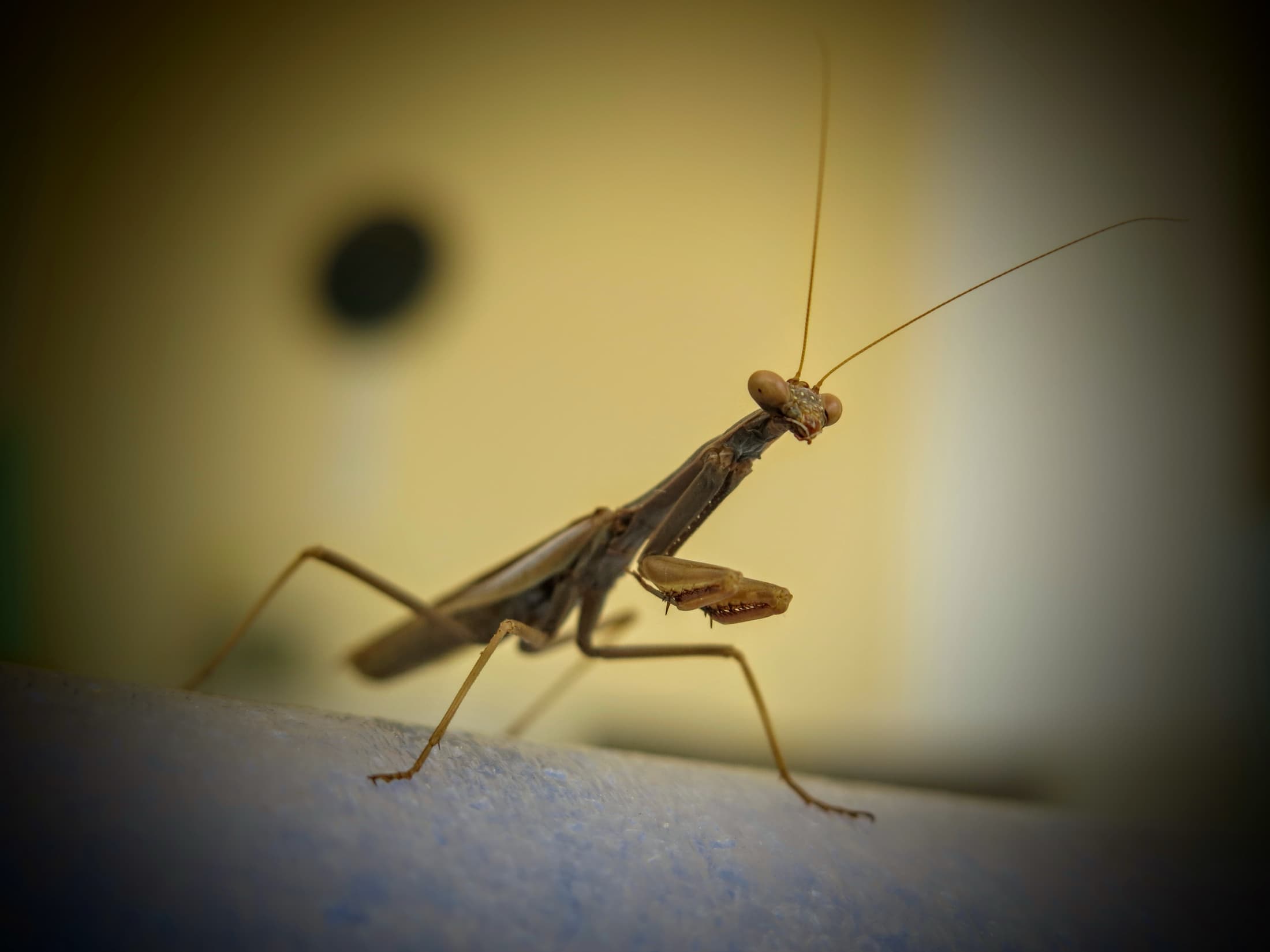 Praying mantis looking towards the camera in warm light