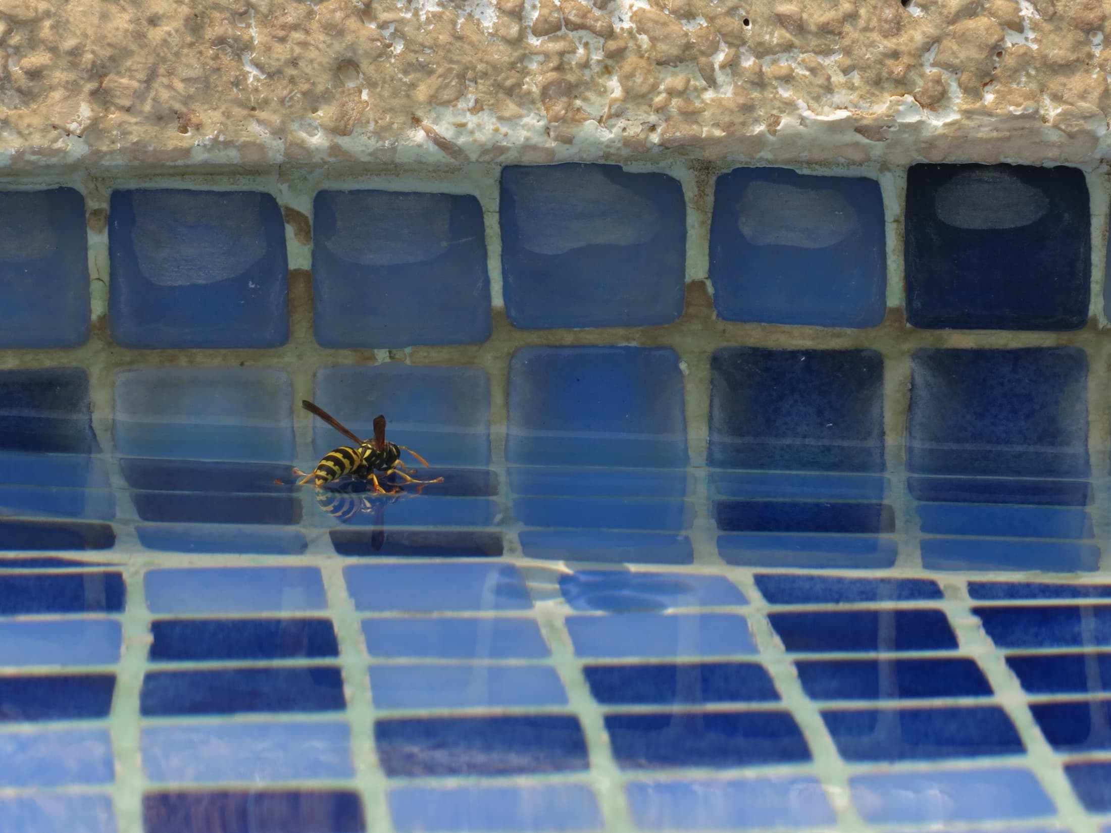 Wasp resting on the surface of a blue tiled pool