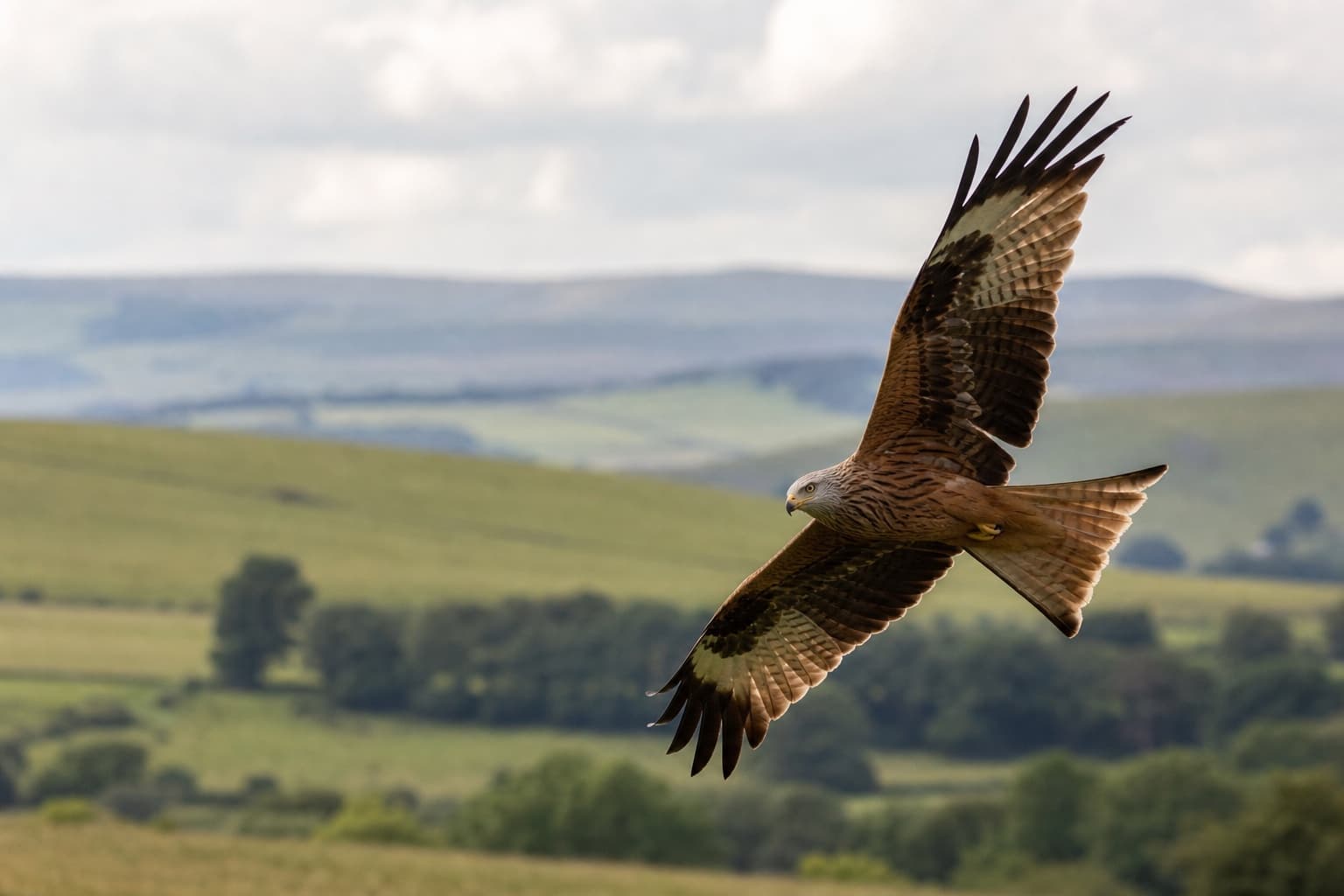 Red kite banking in flight above open countryside