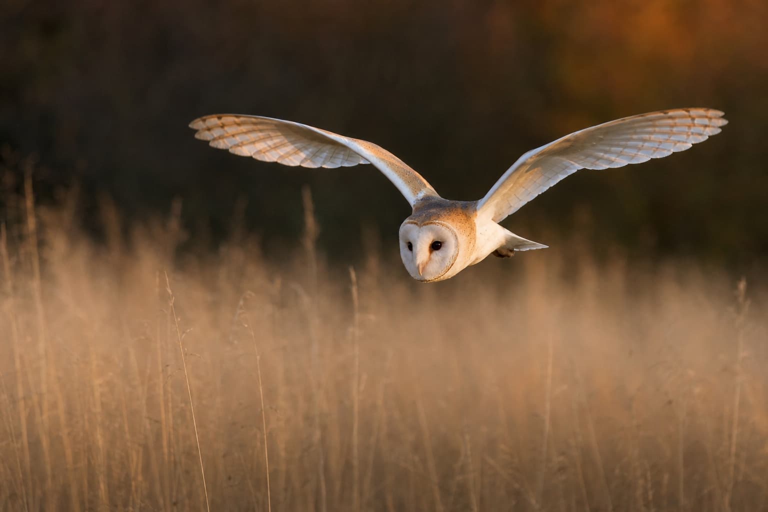 Barn owl flying low over a meadow at dusk