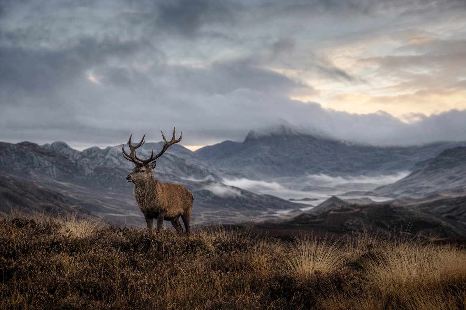 Red deer standing in a misty Highland landscape